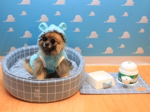 Foto de Valentina´s Pet Store em Botucatu, SP por Solutudo