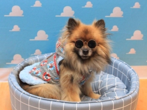 Foto de Valentina´s Pet Store em Botucatu, SP por Solutudo