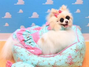 Foto de Valentina´s Pet Store em Botucatu, SP por Solutudo