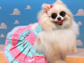 Foto de Valentina´s Pet Store em Botucatu, SP por Solutudo