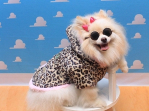Foto de Valentina´s Pet Store em Botucatu, SP por Solutudo