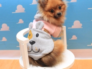 Foto de Valentina´s Pet Store em Botucatu, SP por Solutudo