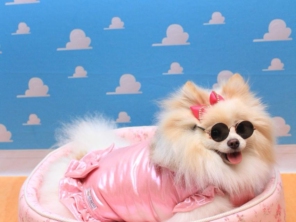 Foto de Valentina´s Pet Store em Botucatu, SP por Solutudo