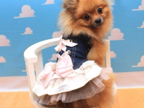 Foto de Valentina´s Pet Store em Botucatu, SP por Solutudo