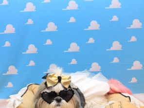 Foto de Valentina´s Pet Store em Botucatu, SP por Solutudo