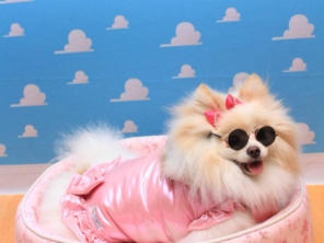 Foto de Valentina´s Pet Store em Botucatu, SP por Solutudo