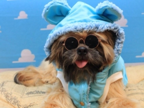 Foto de Valentina´s Pet Store em Botucatu, SP por Solutudo