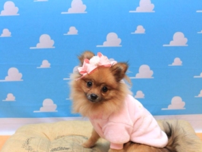 Foto de Valentina´s Pet Store em Botucatu, SP por Solutudo