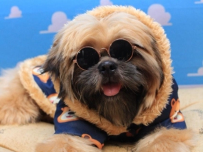 Foto de Valentina´s Pet Store em Botucatu, SP por Solutudo