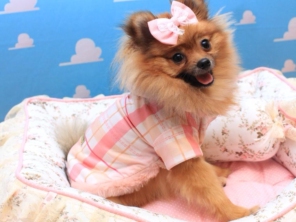 Foto de Valentina´s Pet Store em Botucatu, SP por Solutudo
