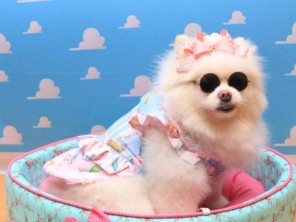 Foto de Valentina´s Pet Store em Botucatu, SP por Solutudo
