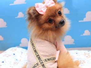 Foto de Valentina´s Pet Store em Botucatu, SP por Solutudo