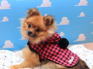 Foto de Valentina´s Pet Store em Botucatu, SP por Solutudo