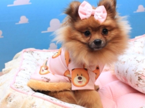 Foto de Valentina´s Pet Store em Botucatu, SP por Solutudo