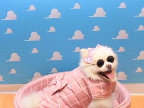 Foto de Valentina´s Pet Store em Botucatu, SP por Solutudo
