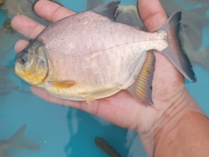Foto de Pisicultura Flores D'agua Lagos e Peixes em Jundiaí, SP por Solutudo