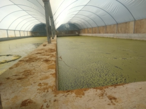 Foto de Pisicultura Flores D'agua Lagos e Peixes em Jundiaí, SP por Solutudo