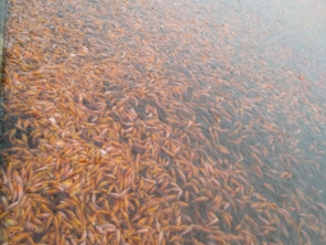 Foto de Pisicultura Flores D'agua Lagos e Peixes em Jundiaí, SP por Solutudo