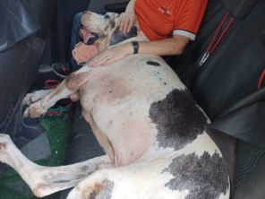 Foto de Transpet - Taxi Dog em Jundiaí, SP por Solutudo