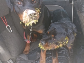 Foto de Transpet - Taxi Dog em Jundiaí, SP por Solutudo