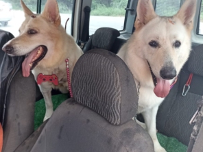Foto de Transpet - Taxi Dog em Jundiaí, SP por Solutudo