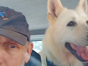 Foto de Transpet - Taxi Dog em Jundiaí, SP por Solutudo