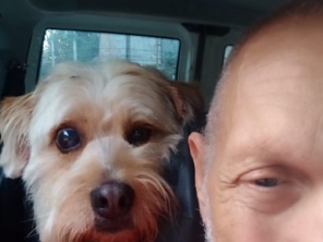 Foto de Transpet - Taxi Dog em Jundiaí, SP por Solutudo