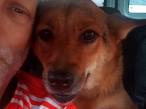 Foto de Transpet - Taxi Dog em Jundiaí, SP por Solutudo