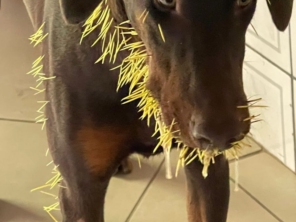 Foto de Transpet - Taxi Dog em Jundiaí, SP por Solutudo