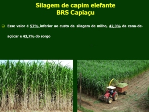 Foto de Indiaçú Agro Soluções em Goiânia, GO por Solutudo
