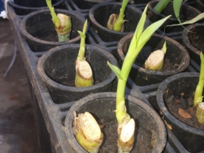 Foto de Indiaçú Agro Soluções em Goiânia, GO por Solutudo