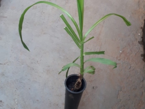 Foto de Indiaçú Agro Soluções em Goiânia, GO por Solutudo