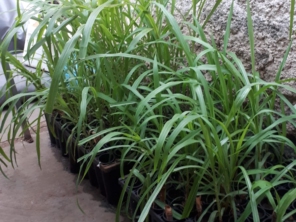 Foto de Indiaçú Agro Soluções em Goiânia, GO por Solutudo