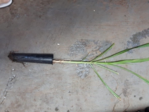 Foto de Indiaçú Agro Soluções em Goiânia, GO por Solutudo