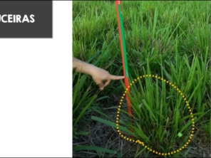 Foto de Indiaçú Agro Soluções em Goiânia, GO por Solutudo