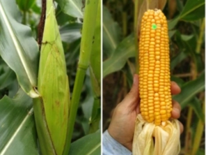 Foto de Indiaçú Agro Soluções em Goiânia, GO por Solutudo