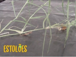 Foto de Indiaçú Agro Soluções em Goiânia, GO por Solutudo