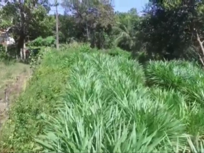 Foto de Indiaçú Agro Soluções em Goiânia, GO por Solutudo