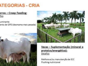 Foto de Indiaçú Agro Soluções em Goiânia, GO por Solutudo