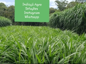 Foto de Indiaçú Agro Soluções em Goiânia, GO por Solutudo