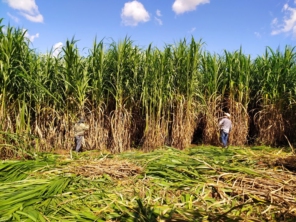 Foto de Indiaçú Agro Soluções em Goiânia, GO por Solutudo
