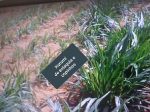 Foto de Indiaçú Agro Soluções em Goiânia, GO por Solutudo