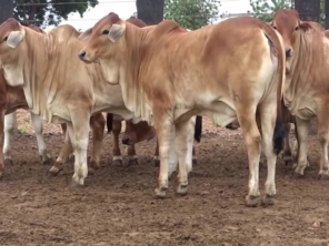 Foto de Indiaçú Agro Soluções em Goiânia, GO por Solutudo