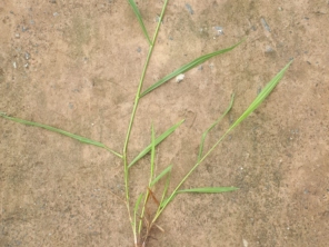 Foto de Indiaçú Agro Soluções em Goiânia, GO por Solutudo
