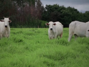 Foto de Indiaçú Agro Soluções em Goiânia, GO por Solutudo