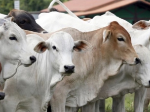 Foto de Indiaçú Agro Soluções em Goiânia, GO por Solutudo