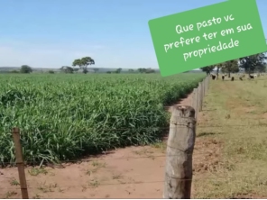 Foto de Indiaçú Agro Soluções em Goiânia, GO por Solutudo
