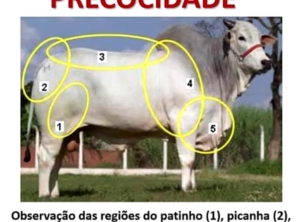 Foto de Indiaçú Agro Soluções em Goiânia, GO por Solutudo