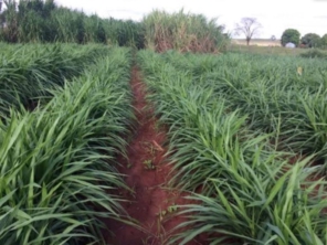 Foto de Indiaçú Agro Soluções em Goiânia, GO por Solutudo