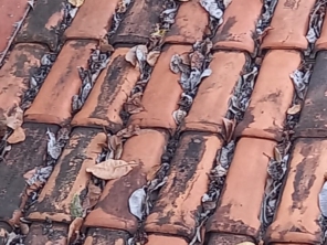 Foto de Revest Collor Fotovoltaica - Energia Solar em Brasília, DF por Solutudo
